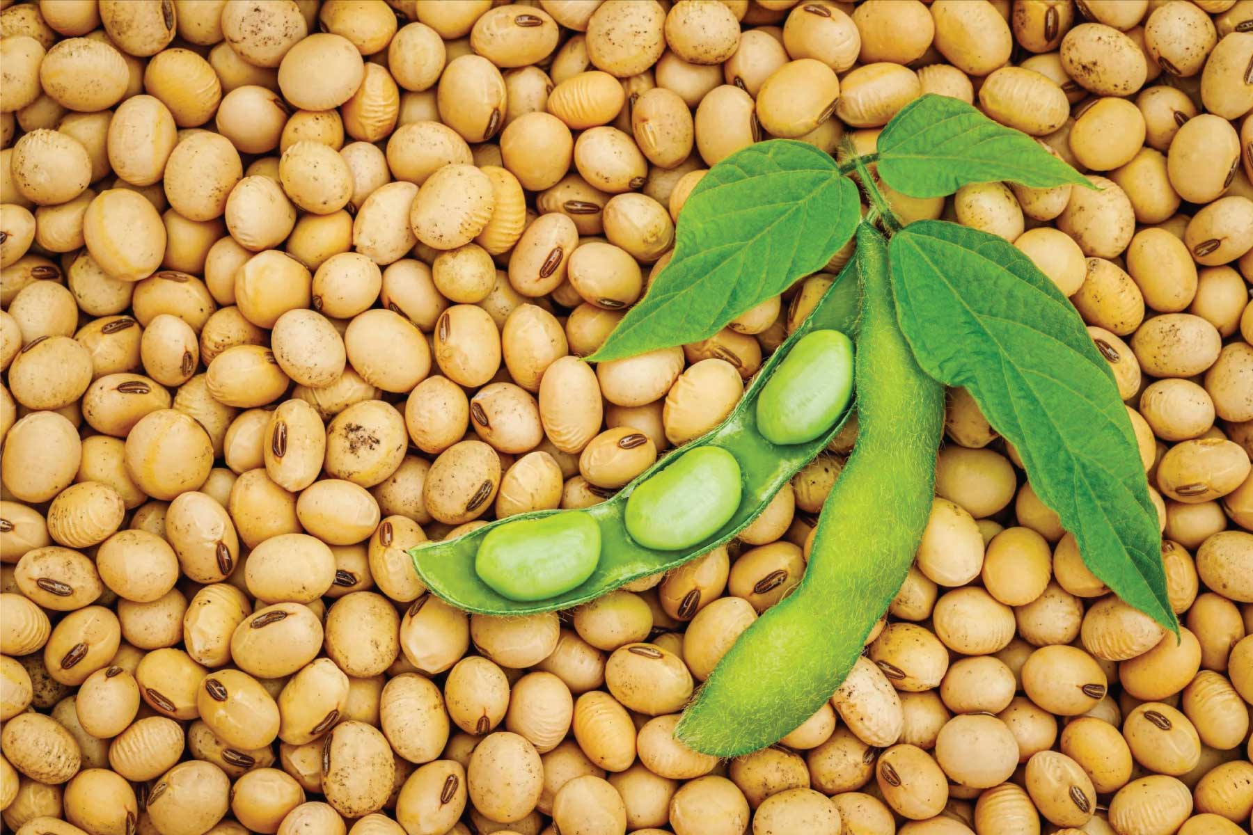 سویای تغییر ژنتیک یافته